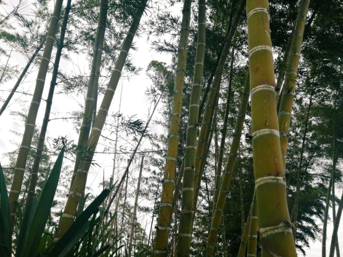 Vista Hermosa Eco Hostal Carmen de Viboral エクステリア 写真